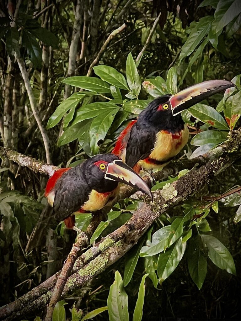 Two aracaris, small toucans with yellow bellies and banded bills, perch on a mossy branch in the forest