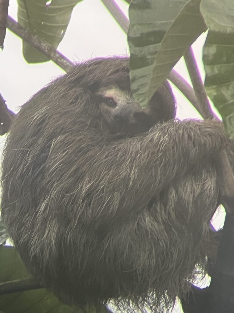 A shaggy three-toed sloth curls up high in a tree among broad leaves