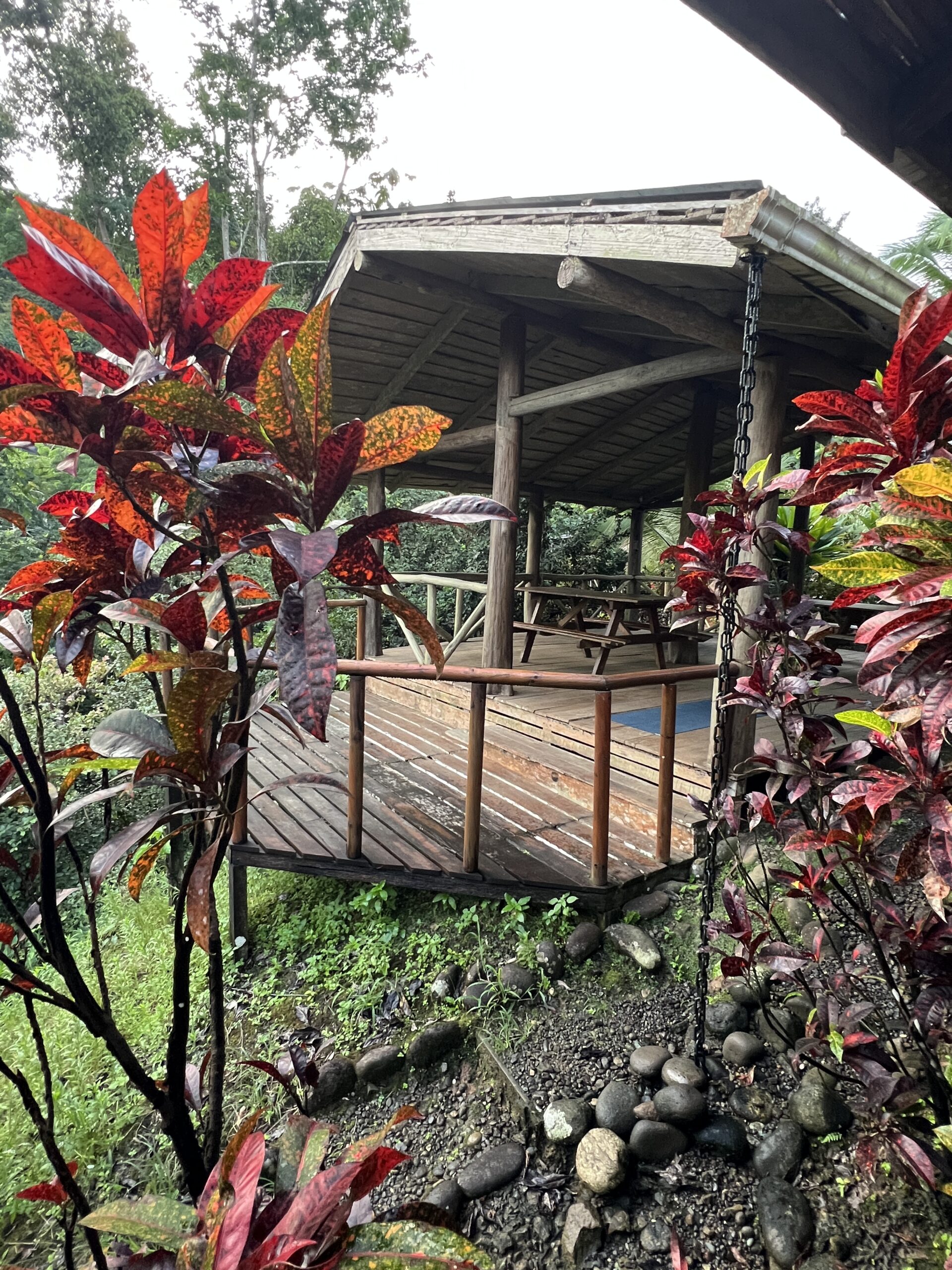 The open-sided wooden pavilion at the overnight lodge, framed by red-leaved plants in the rainforest